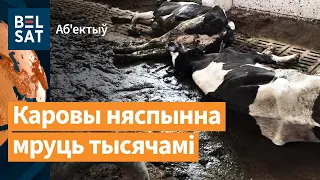 Коровы массово гибнут по всей стране. 4 района Минска без воды и тепла / Объектив