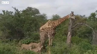 Lion Attack and Eat Giraffe with Baby   Animal Fighting