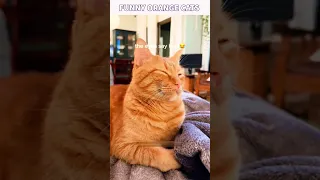 Funny orange cats.... #cats #funnycats #animals #pets #cute #funnyanimals #funnyvideos