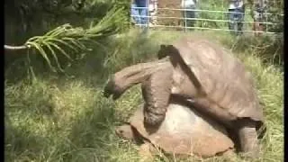 Giant Tortoise Sex