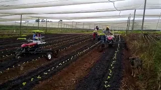 Transplantadeira PH1 Yanmar.