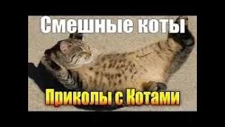 Приколы с Котами - Смешные коты и кошки 2019