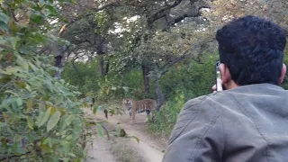 First time face-off with Tiger || Ranthambore National Park