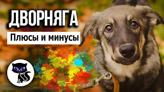 ✔ Дворняга: плюсы и минусы беспородной собаки