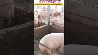 #pig #farm #কম খরচে শূকরের জন্য ঘর তৈরির পরিকল্পনা #profitable farming business #west Bengal#boar