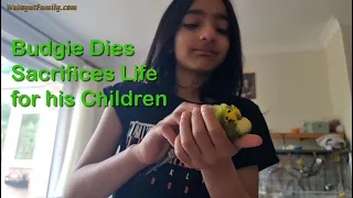 My Budgie Died 💔😔 Sacrificed his life Feeding his Children, RIP Best Pet Bird Ever, Very Sad