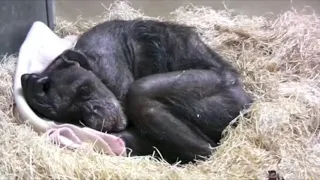 Dying Chimp says goodbye and gives hug to her old friend #Life_is_ beautiful #Viralvideo