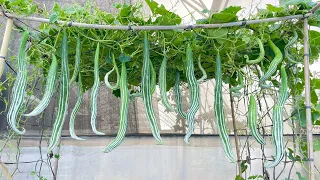 The Method Of Growing Snake Gourd Is Very Easy At Home, The Fruit Is Super Long