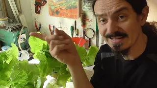 Pokusy s hydroponickým pěstováním salátu modifikovaná Kratkyho metoda