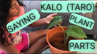 LH#29 Practice Saying Kalo (taro) plant parts