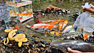 Catch giant catfish, toman fish, betta fish, ornamental fish, koi fish, glofish, goldfish, turtles