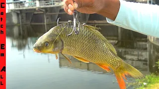 Using GIANT LIVE BAIT to Catch MONSTER FISH! **Swamp Fishing**