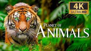 Planet of Animals 4K 🐾 Discovery Relaxation Wonderful Wildlife Movie with Relaxing Piano Music