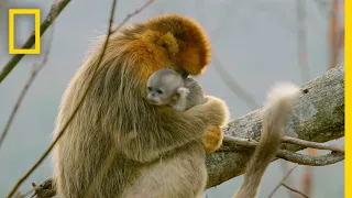 A Baby Golden Snub-Nosed Monkey | Hidden Kingdoms of China