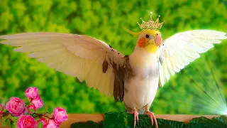 My King Cockatiel Singing and Dancing 🦜👑🌿