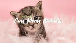Behind the Scenes of Hilarious Meme Animals