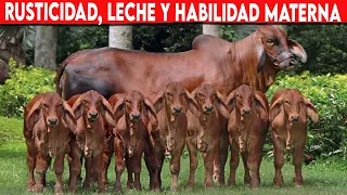 🔴 BRAHMAN ROJO Rusticidad,  Leche Y Habilidad Materna ✅ Ganado Productor De Carne