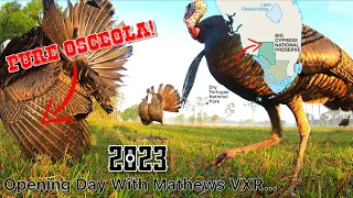 South Florida Osceola Turkey Hunting Compilation [Compound Bow]