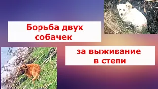 Невероятная история выживания собачек