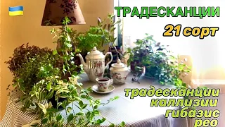 Редкие ТРАДЕСКАНЦИИ и знакомые - 2023   (Rare Varieties of Tradescantia Plant with Names)