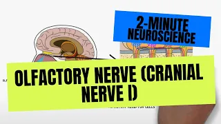 2-Minute Neuroscience: Olfactory Nerve (Cranial Nerve I)