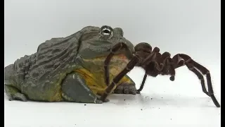 Giant African Bullfrog Devours Goliath Bird Eater! (Warning: Live Feeding)