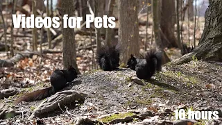 Black Squirrels and Animals in the Forest - 10 Hour Cat TV for Cats to Watch 😺 - Apr 30, 2024