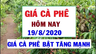 Giá cà phê hôm nay ngày 19/8/2020|Giá cà phê TĂNG MẠNH vượt mức 33.000 đồng/kg