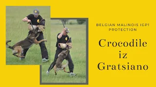 Belgian malinois IGP1 protection. Crocodile iz Gratsiano.
