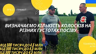 Визначаємо кількість колосків на різних густотах посіву, від 500 тисяч до 4,5 млн. С Сергієм Суровим