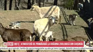 Atmosferă de primăvară la Grădina zoologică din Chișinău
