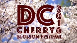 Cherry Blossom Fest DC 2016