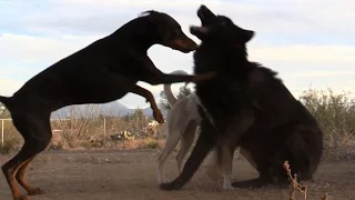 Wolf playing with two dogs (Wolf vs Doberman & Egyptian Dog)