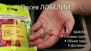 Сеем ЛОБЕЛИЮ чернушкой - тысячи штук за минуту.