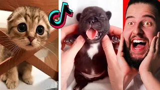 Cute Animals on Tik Tok That Will Make You Laugh