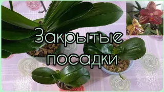 Закрытая система посадки ОРХИДЕЙ🌸Три примера🌱Огромная Феррара и быстро растущая микро Орхидея🌸