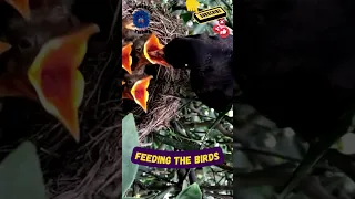 mother birds feed their babies