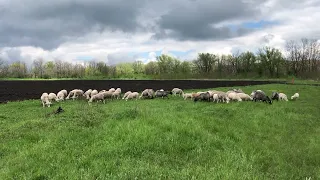 Как пасти овец, Романовских и Мериносов 🤔