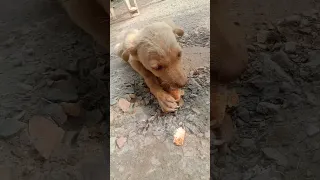 puppy is hungry 🙏 #subscribe #shorts #shortfeed #dog #puppy #cute