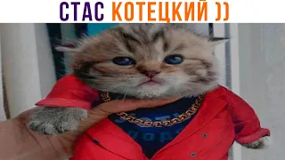 РВЁТ ЗУБАМИ ПАКЕТЫ С МОЛОКОМ ))) Приколы с котами | Мемозг 1095