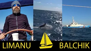 Prima dată pe velier: delfini și paza de coastă bulgară