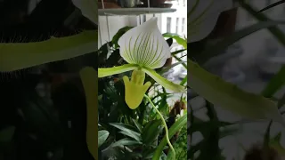 Paphiopedilum trio, April 2024