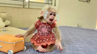 Baby monkey Abi woke up crying and went looking for her mother