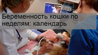 Беременность кошки по неделям: календарь