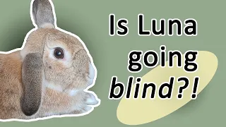 LUNA IS GOING BLIND! - Cataracts in rabbits, vet visit and rabbit health update.