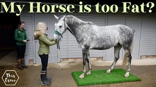 Are my Horses too Fat or Thin?