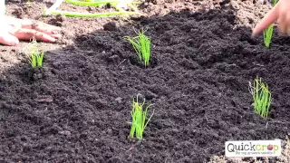 How To Grow Spring Onions - A Handy Step by Step Guide