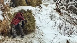 Heuziehen im Inneren Valsertal