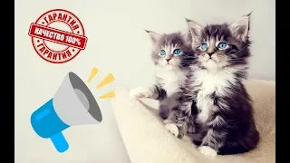 👍Meowing cats and kittens | SOUNDS FOR CATS | IT WORKS AT 100%! (SURROUND SOUND)