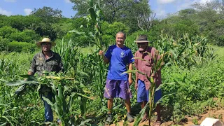 UM DIA MARAVILHOSO NO ROÇADO DO REPÓRTER MATUTO COM CELINO E SEU PEDRO JACÓ, FARTURA NO SERTÃO.